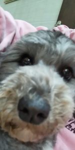 可爱的打狗狗，是贵宾，杂毛。-猫匿社区