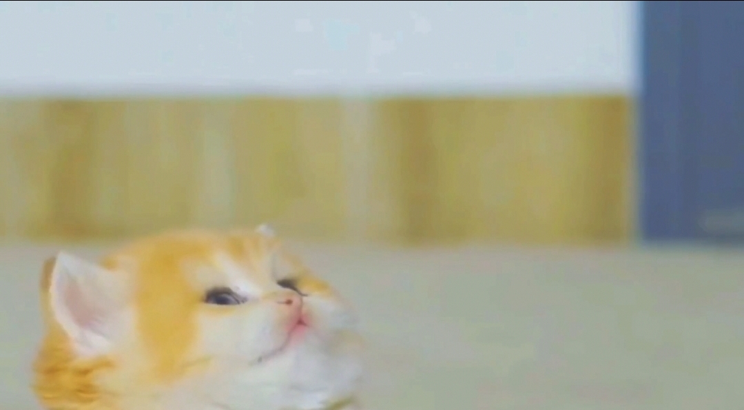 社区话题  梅狸猫-猫匿社区