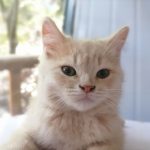 暖暖-猫匿社区