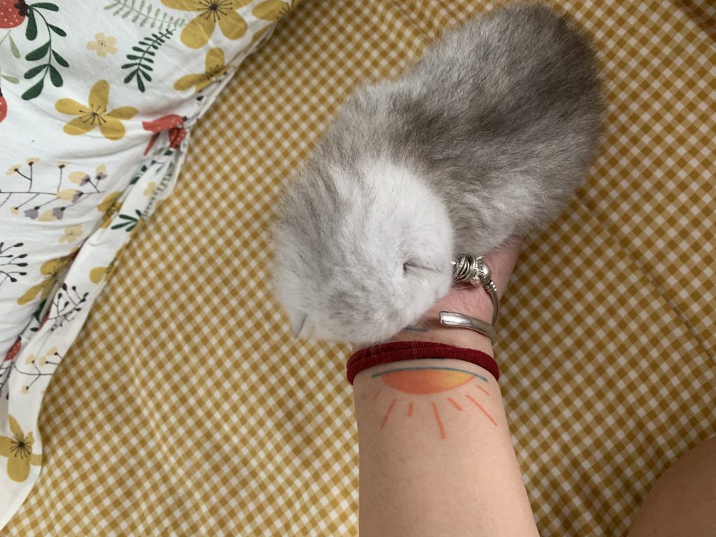 小猫刚出生需要注意什么-猫匿社区