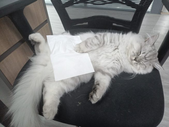 千奇百怪的睡姿哦-猫匿社区