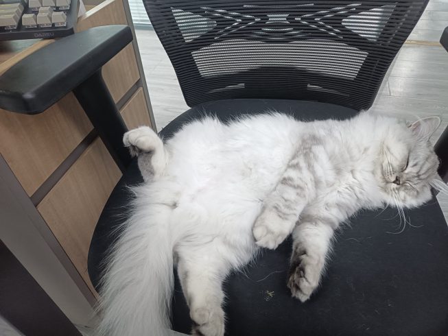 千奇百怪的睡姿哦-猫匿社区