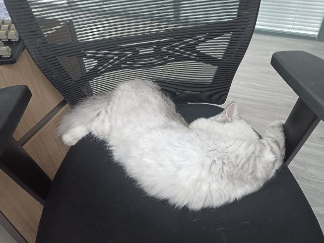 千奇百怪的睡姿哦-猫匿社区