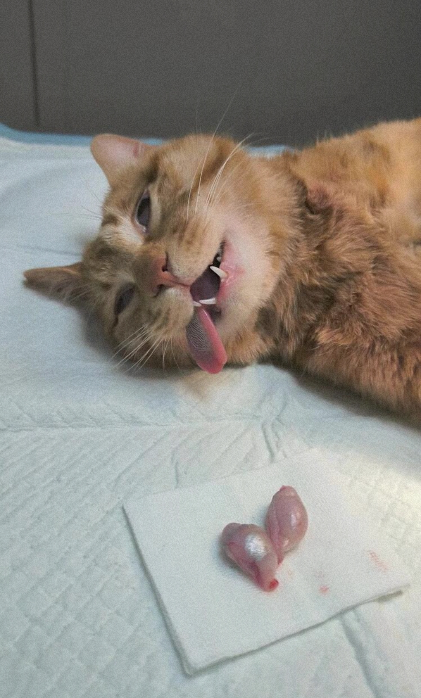 一个最简单的规则怪谈-猫匿社区
