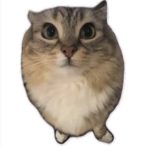 冲冲冲-猫匿社区