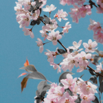 宿见的头像-猫匿