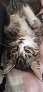 你喜欢小猫么-猫匿