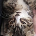 你喜欢小猫么-猫匿