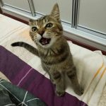 浅发个猫猫-猫匿