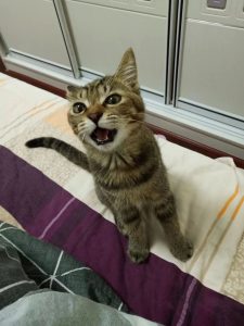 浅发个猫猫-猫匿