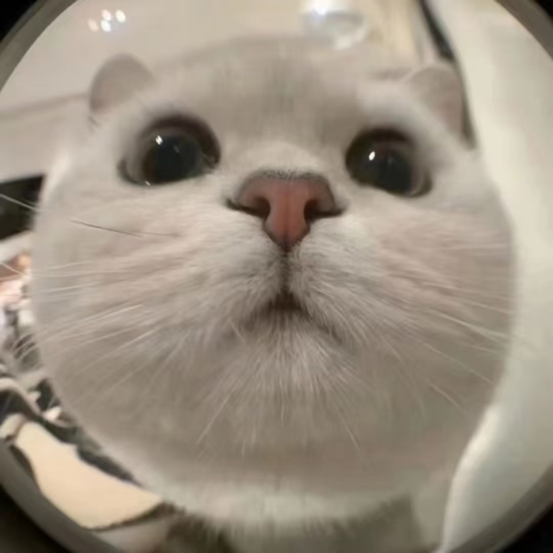 开门系我哇-猫匿