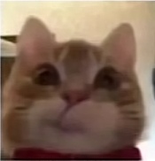 小猫会保佑你开学考不挂科！-猫匿