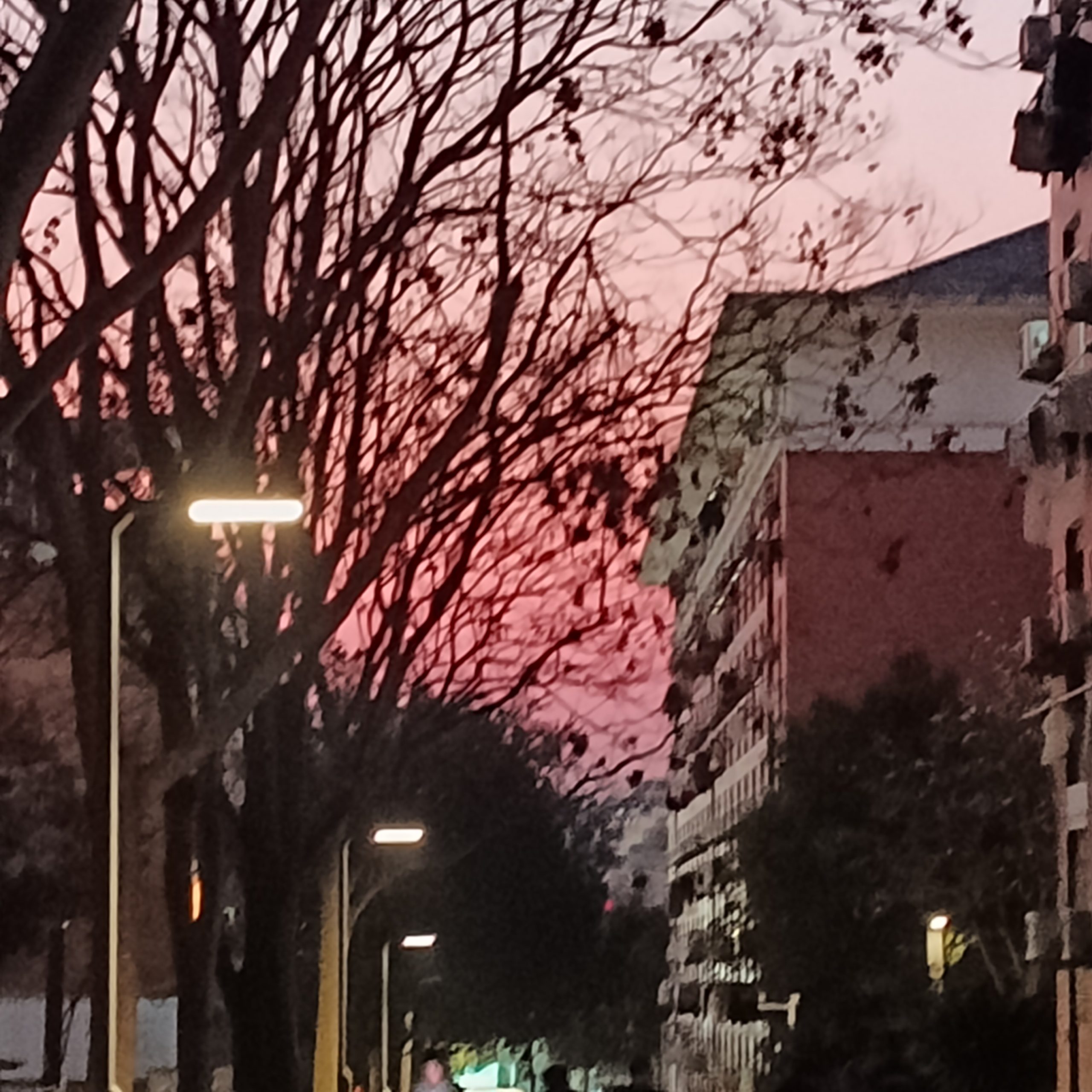 树下的光影-猫匿