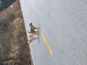 回家看到的场景-猫匿