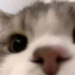 这个小猫真的好可爱呀-猫匿