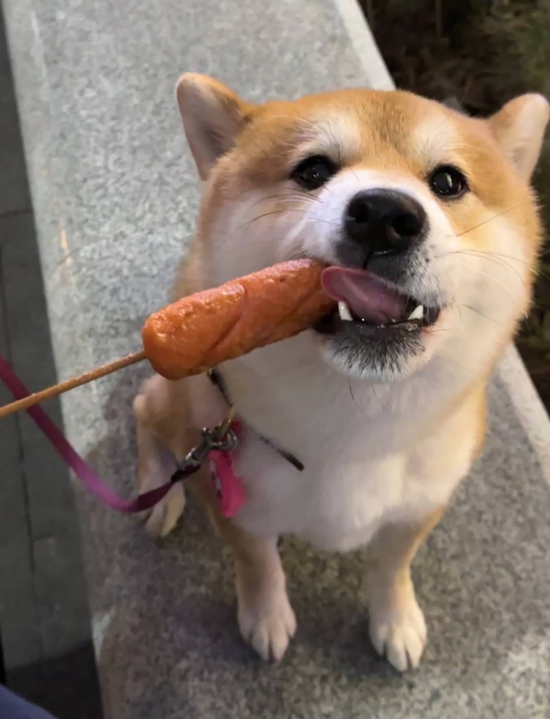 可爱的修沟有肠吃！??-猫匿