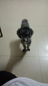 只能是人靠衣装狗靠毛，感觉不是同一只狗狗-猫匿