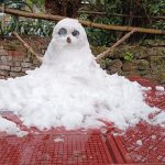今年下雪堆的雪人☃️-猫匿
