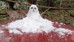 今年下雪堆的雪人☃️-猫匿