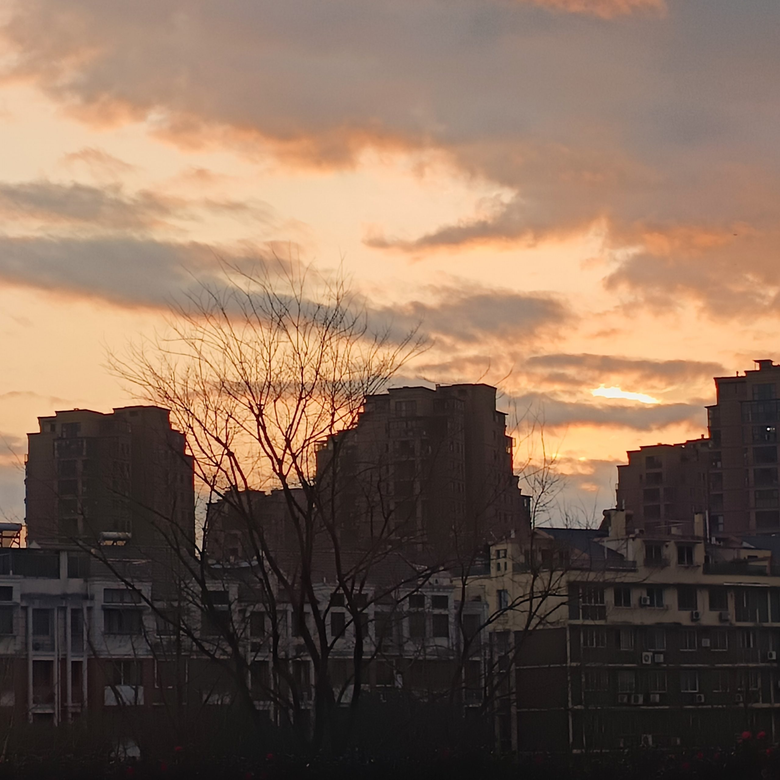 上学的路上拍的-猫匿