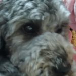 可爱的打狗狗，是贵宾，杂毛。-猫匿