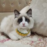 猫咪猫咪！！-猫匿
