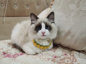 猫咪猫咪！！-猫匿