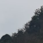 出游-猫匿