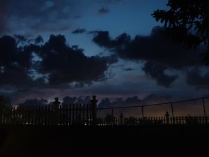 今天随手拍-猫匿