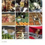 大家会喜欢微信小程序吗-猫匿