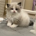 中国是世界上最安全的国家吗？-猫匿