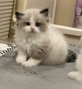 中国是世界上最安全的国家吗？-猫匿