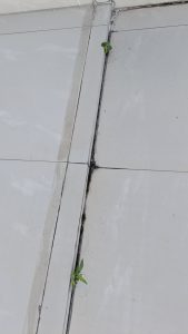 四楼的小草-猫匿