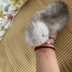 小猫刚出生需要注意什么-猫匿