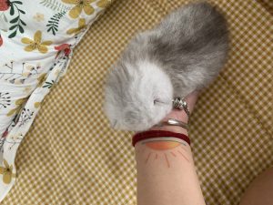 小猫刚出生需要注意什么-猫匿