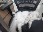 千奇百怪的睡姿哦-猫匿