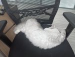 千奇百怪的睡姿哦-猫匿