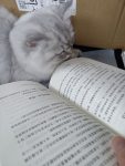 昨天教小猫读书了-猫匿