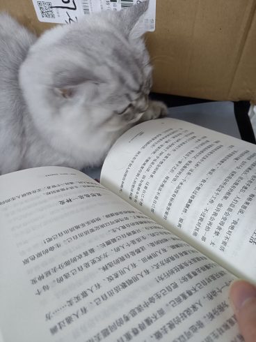 昨天教小猫读书了-猫匿