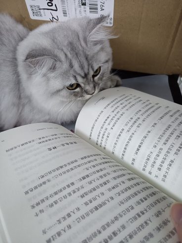 昨天教小猫读书了-猫匿