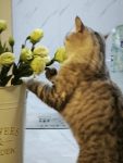 你有花吗-猫匿