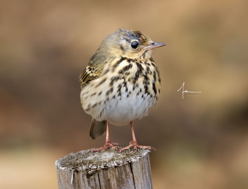 20250526121351261-1000044158