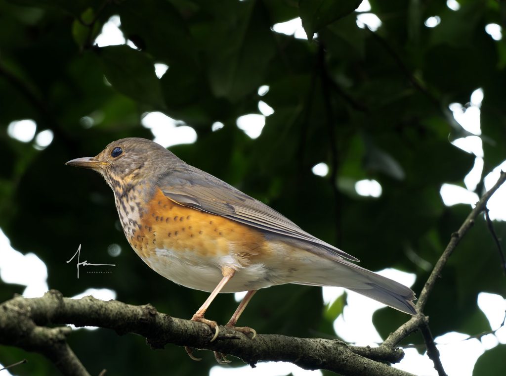 20250526121352618-1000044161