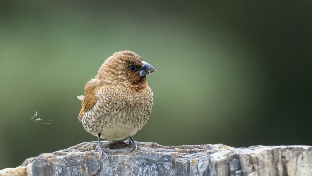 20250526121354711-1000044163