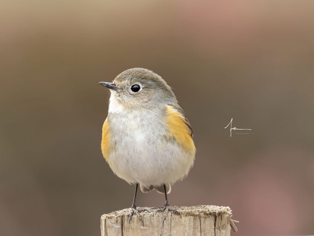 20250526121357327-1000044155