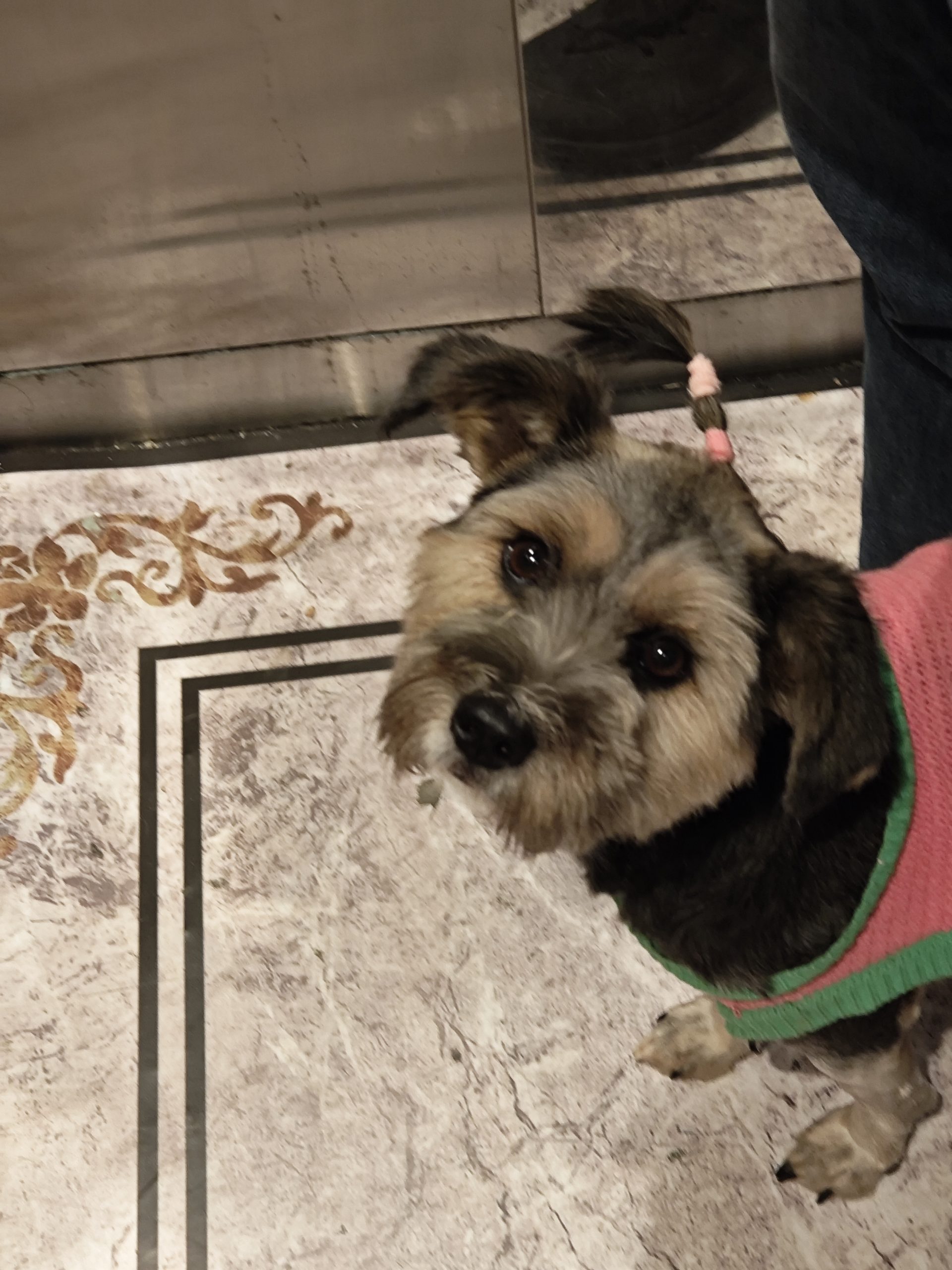 今天遇到的-猫匿